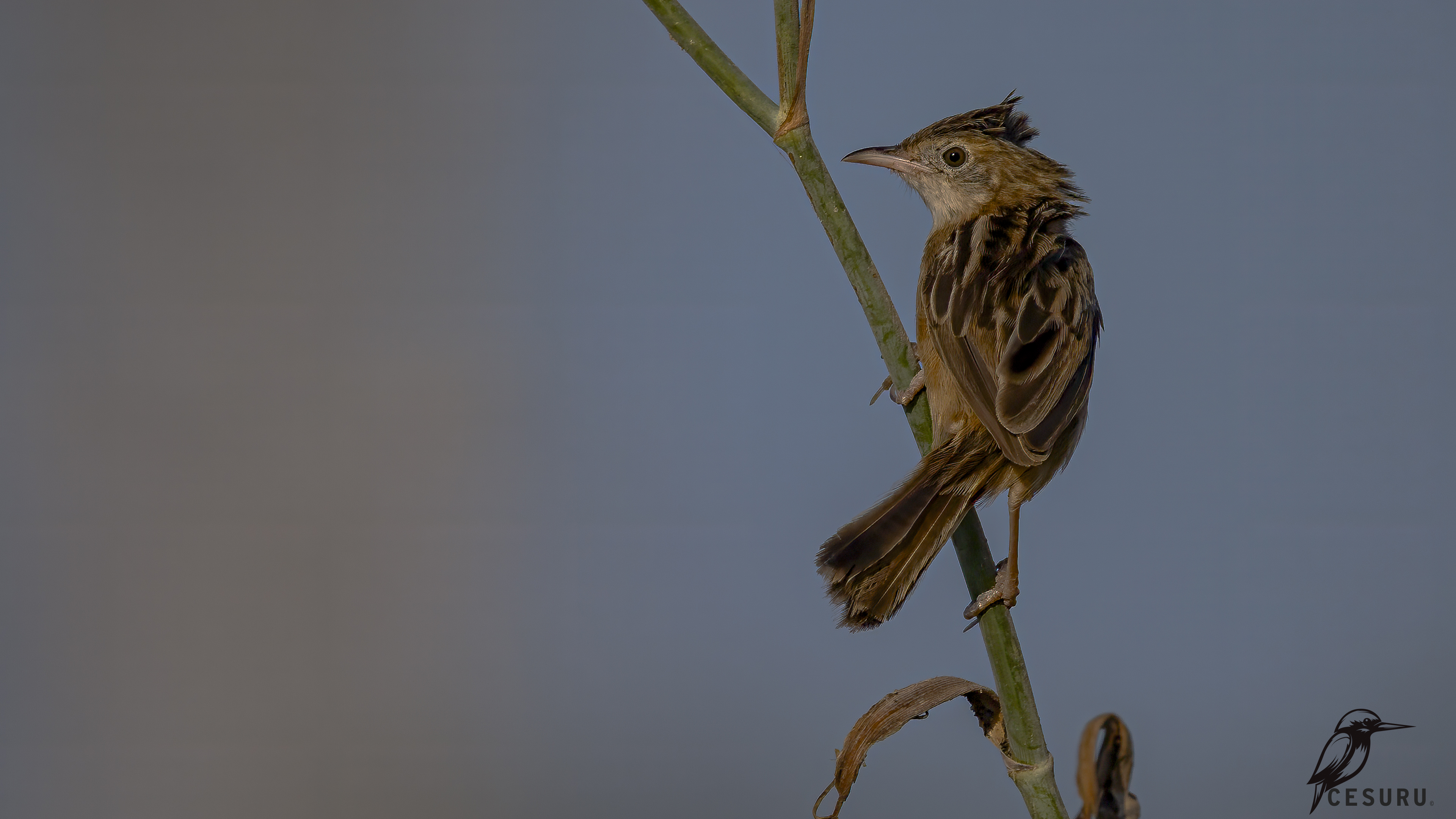 Zitting Cisticola